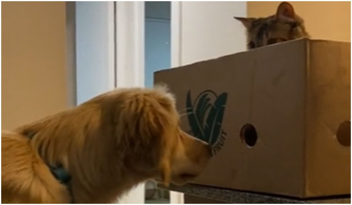 pies i kot w pudełku