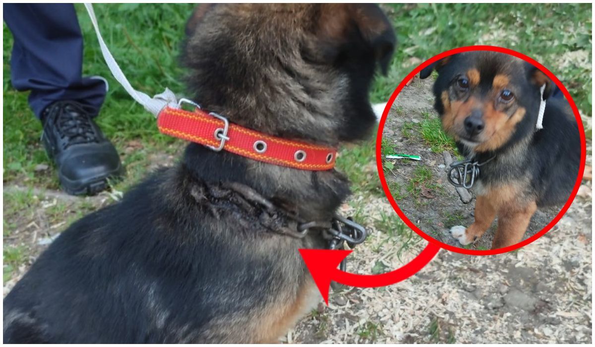Bestialsko potraktowany psiak został znaleziony w Kamionce Wielkiej