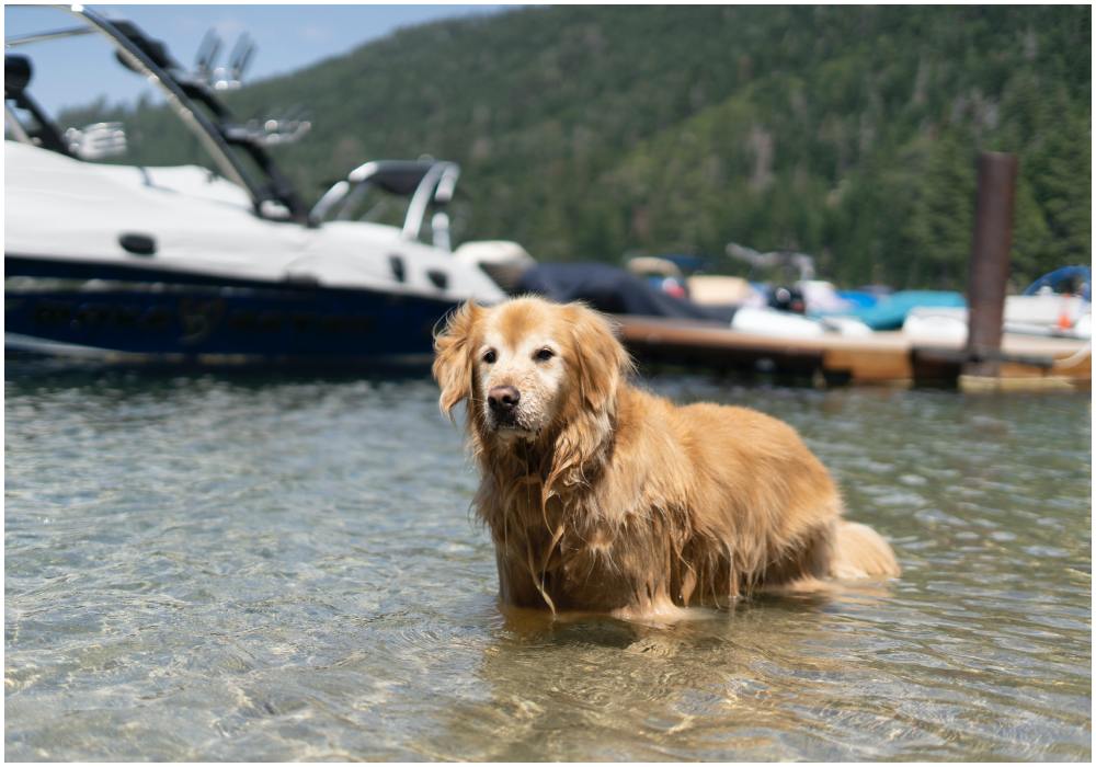 pies kąpiący się w jeziorze.jpg