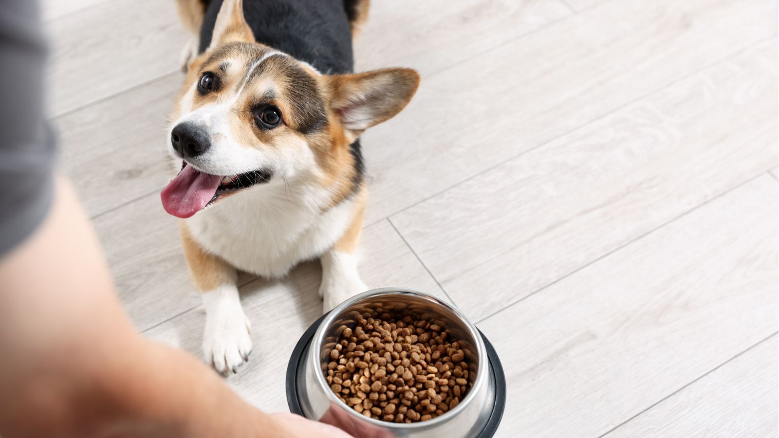 Podatek od psa 2026. Termin zapłaty mija w kwietniu. Tylko ci właściciele są zwolnieni z opłat