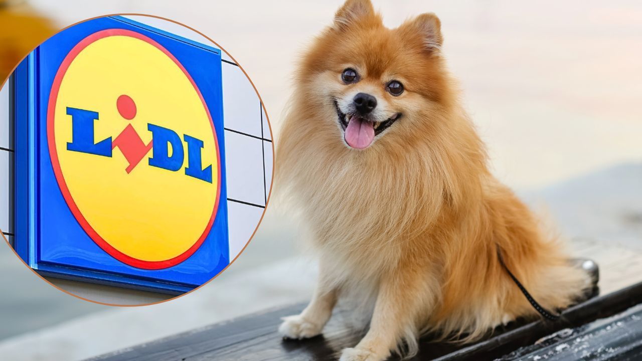 Lidl, Dzień Psa