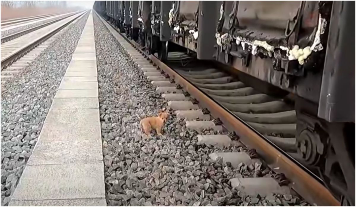 Zagubionego szczeniaczka znaleziono przy torach kolejowych