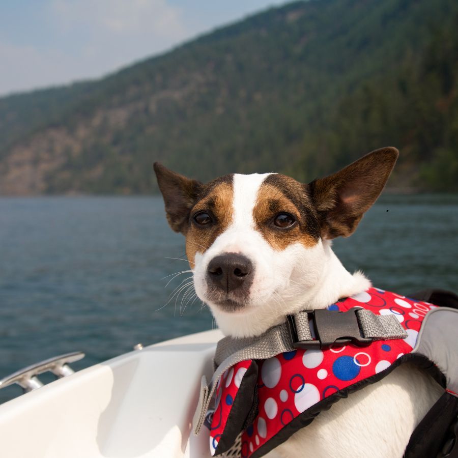 pies na łódce
