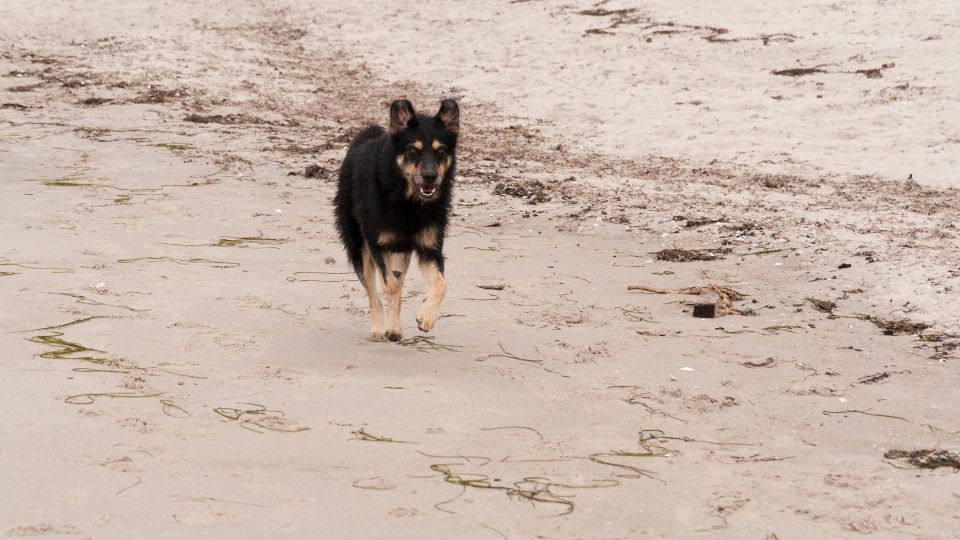 pies na plaży
