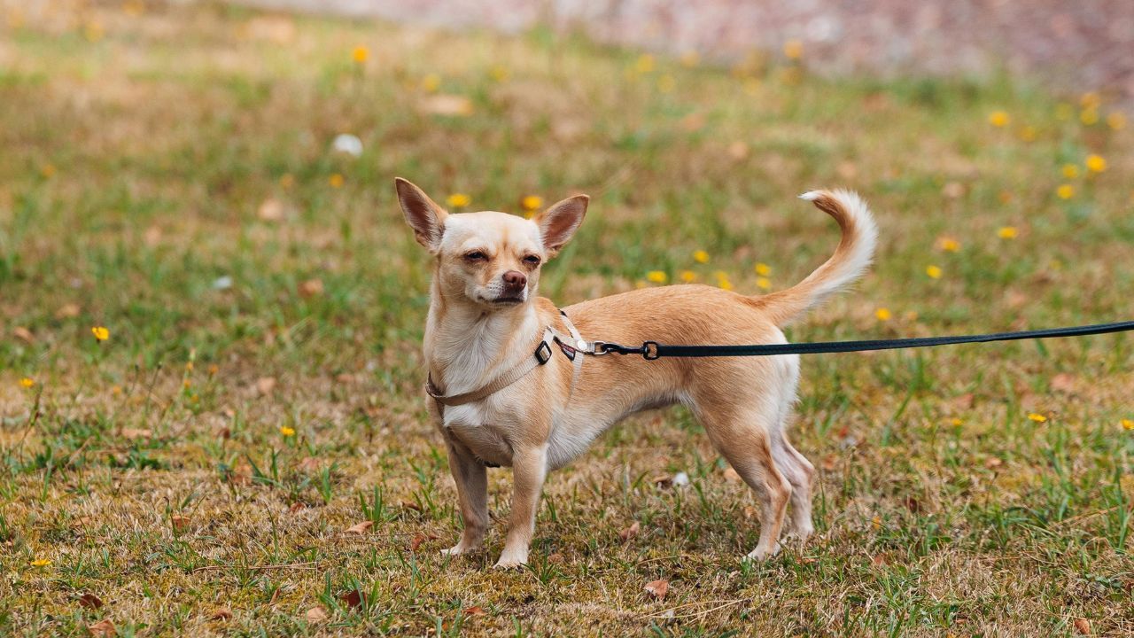 Obowiązkowe OC dla właścicieli psów? Wpłynęło pismo do MSWiA