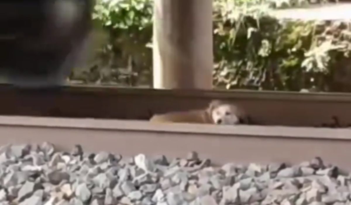 Pies spał na torach, kiedy nadjechał rozpędzony pociąg
