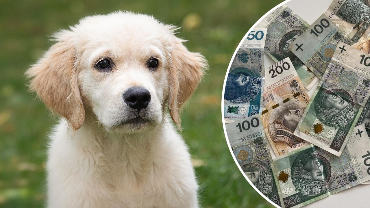pies, pieniądze