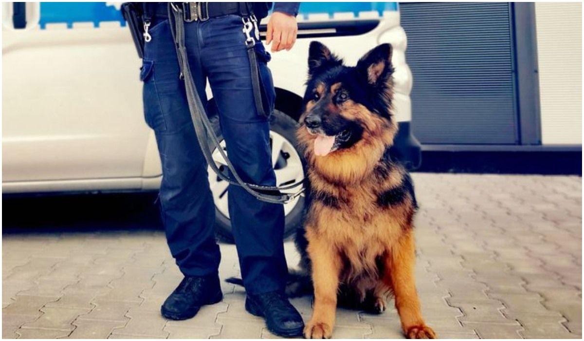 pies policyjny Kałam