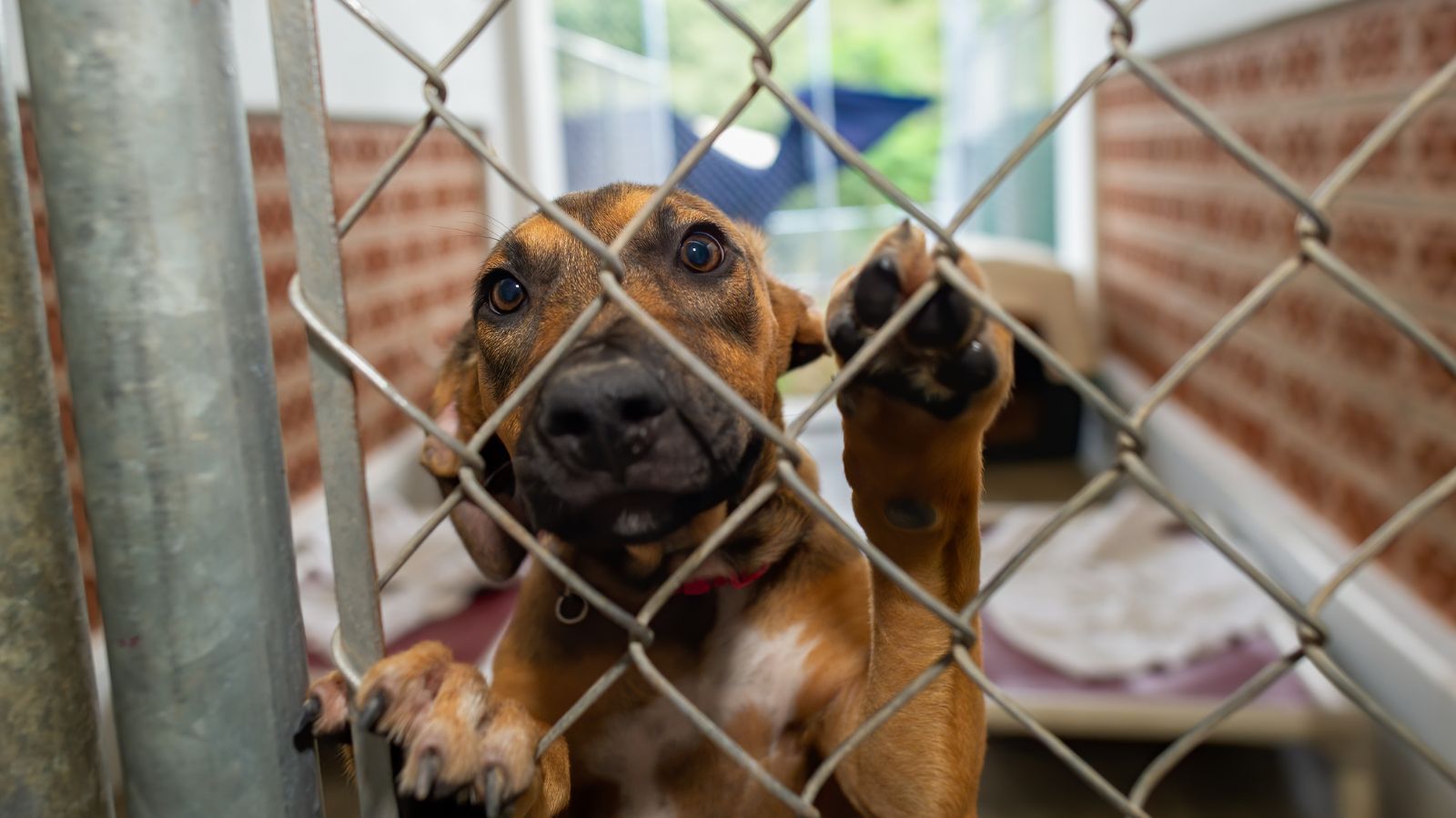 Nowe obowiązki dla właścicieli psów coraz bliżej, za niedopełnienie kara. Ekspert wyjaśnia, co się zmieni