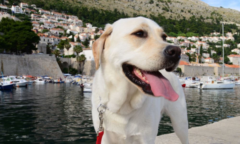 pies w Chorwacji