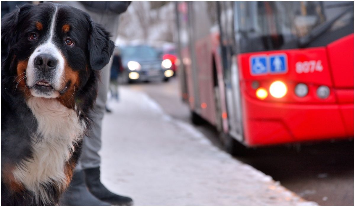 Przewożąc psa autobusem lub tramwajem nie możemy zapomnieć o ważnych zasadach