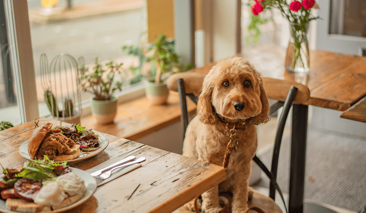 pies w restauracji