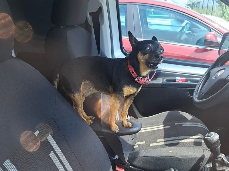 pies w rozgrzanym samochodzie