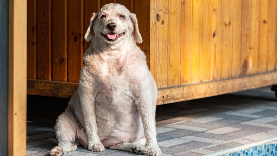 pies z nadwagą