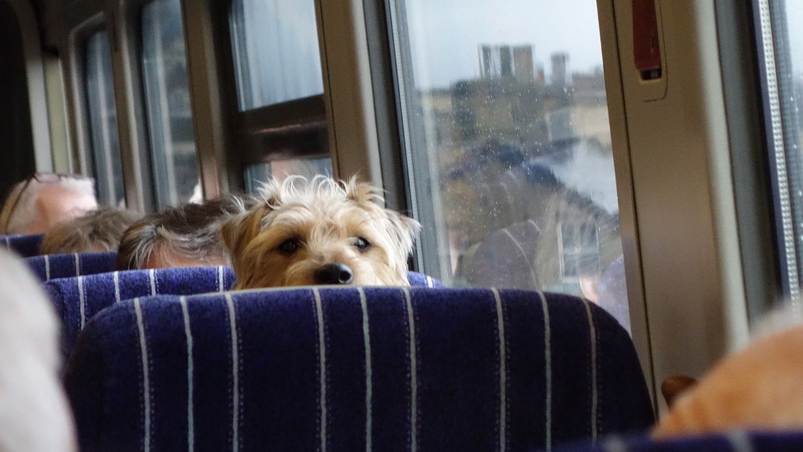 Niedozwolone w pociągu. Właściciele zwierząt nie mają pojęcia, potem muszą płacić karę