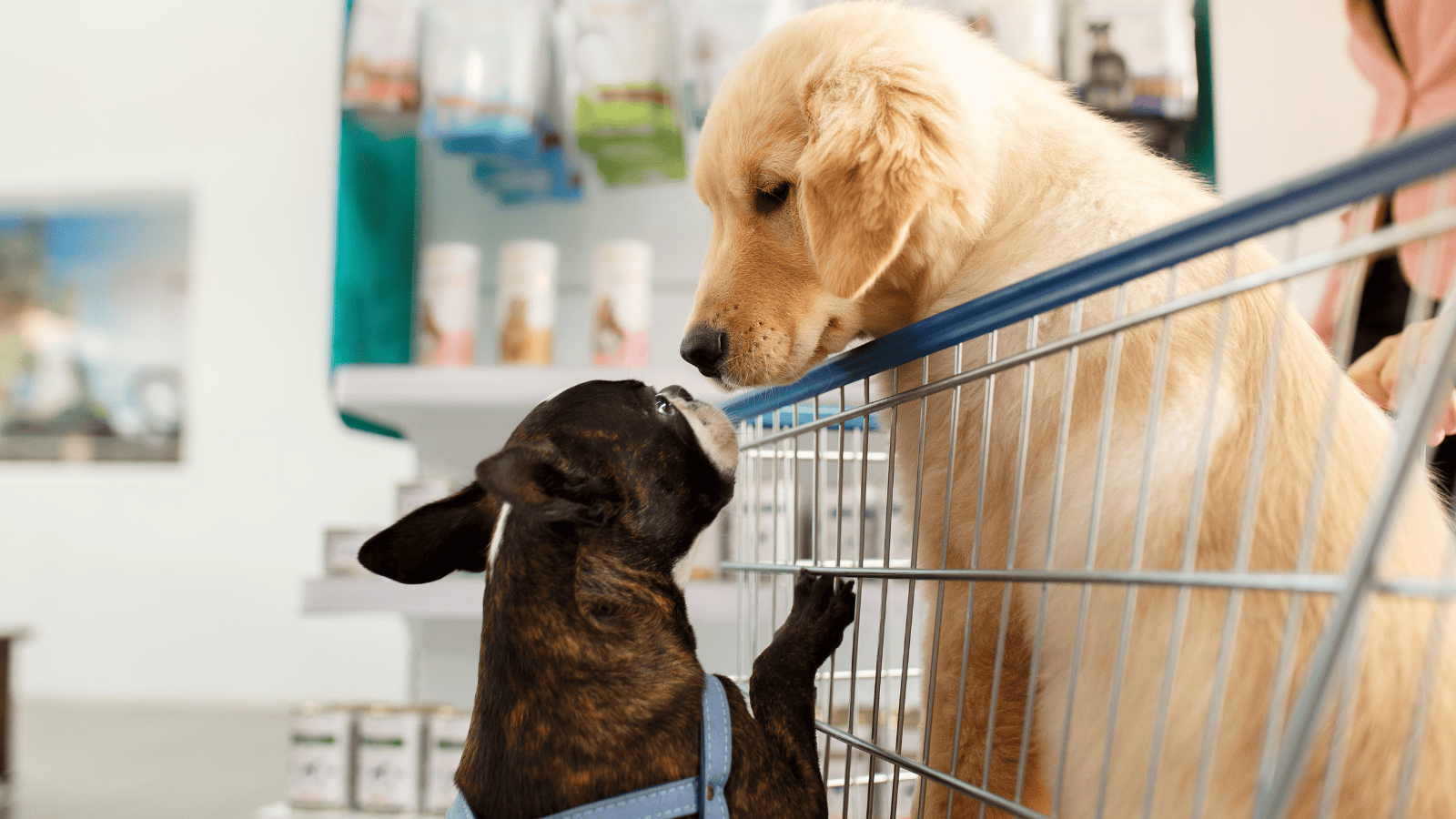 Auchan wprowadza pierwsze w Polsce wózki sklepowych dla psów