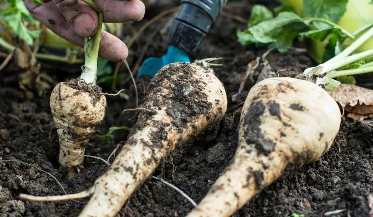Dzięki temu pietruszka będzie rosła w korzeń. Te porady dostałem od starego ogrodnika