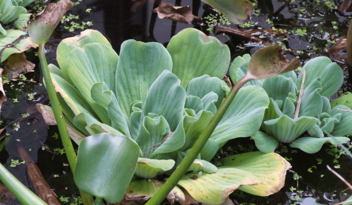 pistia rozetkowa