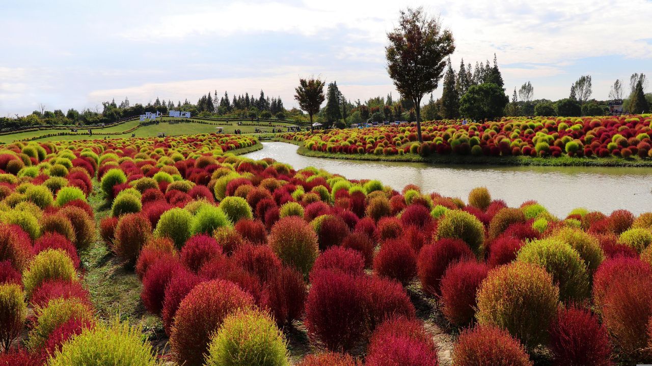 kochia