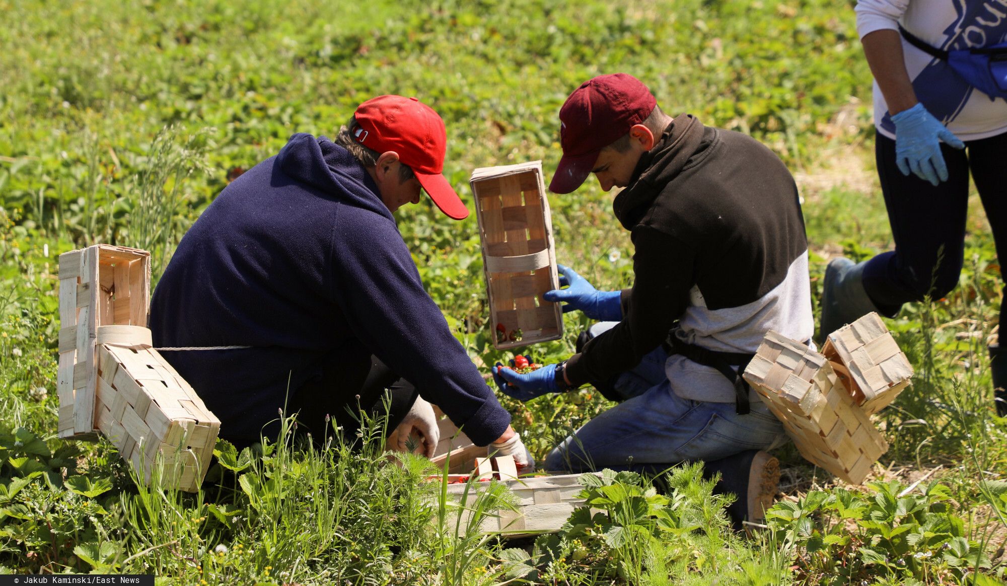 Tyle Niemiec płaci za godzinę pracy przy truskawkach. Kwota może dziwić, Polacy jeżdżą tam od lat