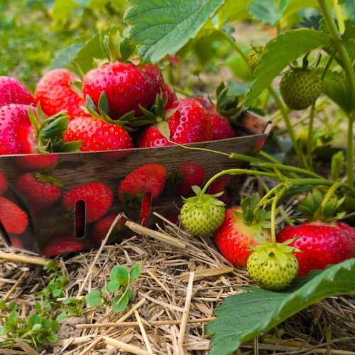 Sprzedaż truskawek w Piekarach Śląskich. Interweniowała straż miejska