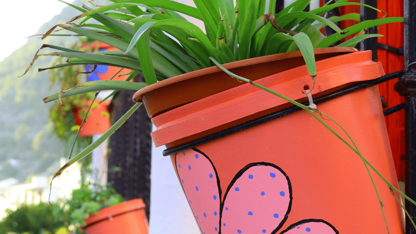 To już koniec roślin doniczkowych? UE szykuje zakaz, który zszokuje miliony Polaków