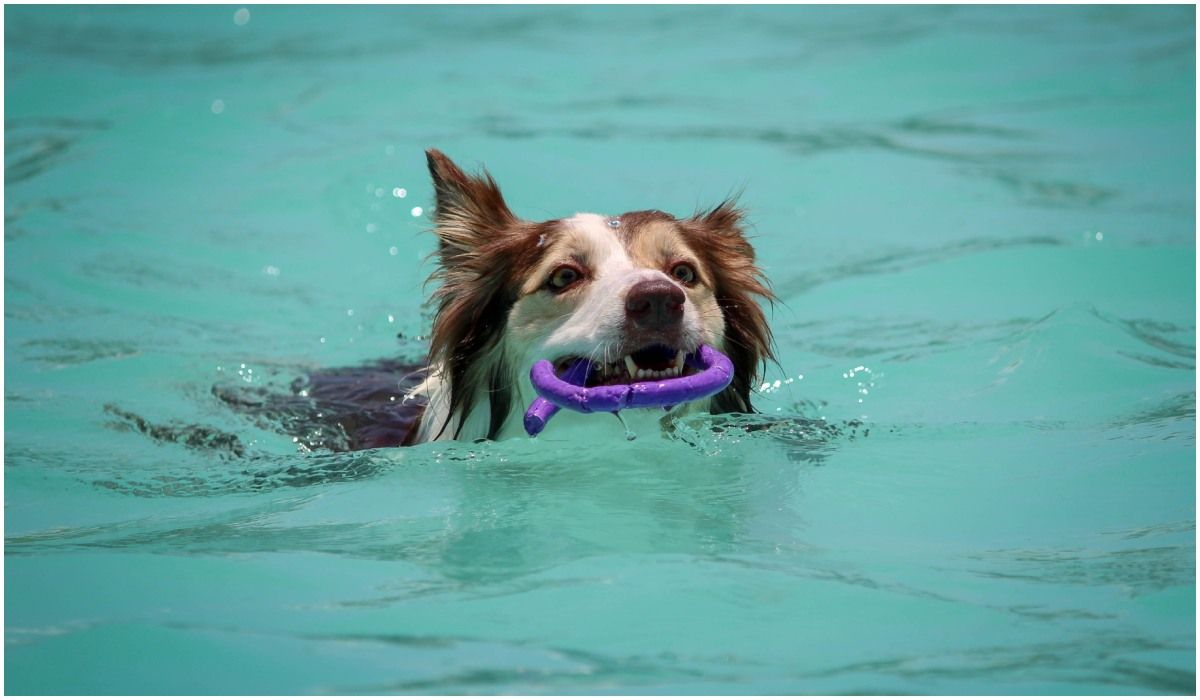 Pływający w basenie pies