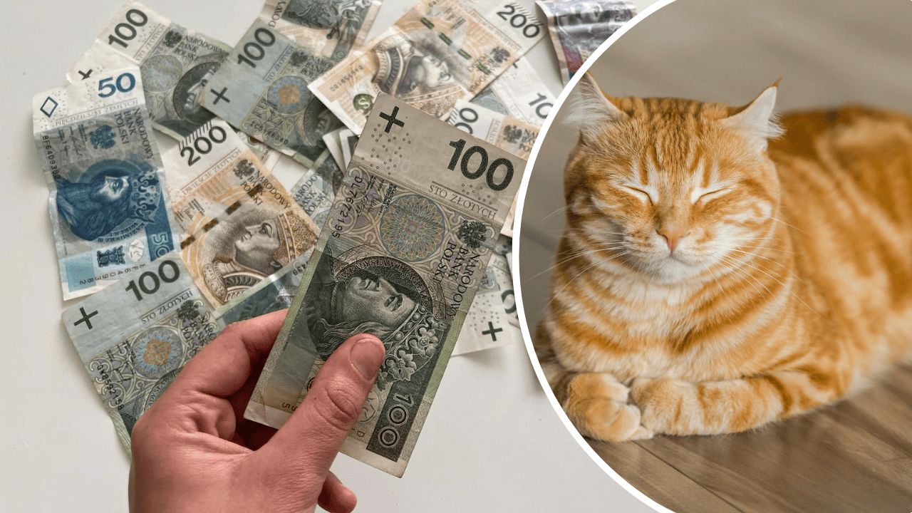 pieniądze, kot