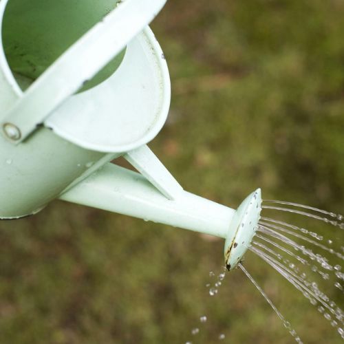 Najważniejszy zabieg w czerwcu. Borówka będzie uginać się od owoców