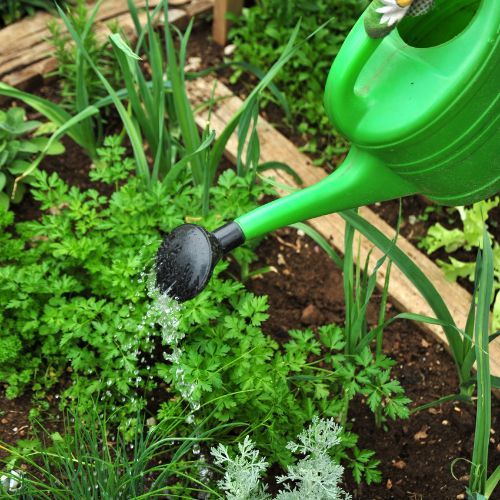 Nie wyrzucaj skorupek, zalej je octem. Szybko rozwiążesz problem w ogrodzie