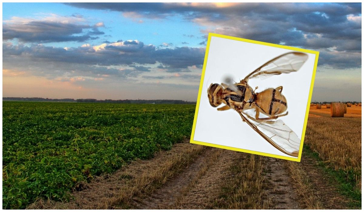 Plaga owadów spowodowała katastrofę rolniczą. Trwa kwarantanna