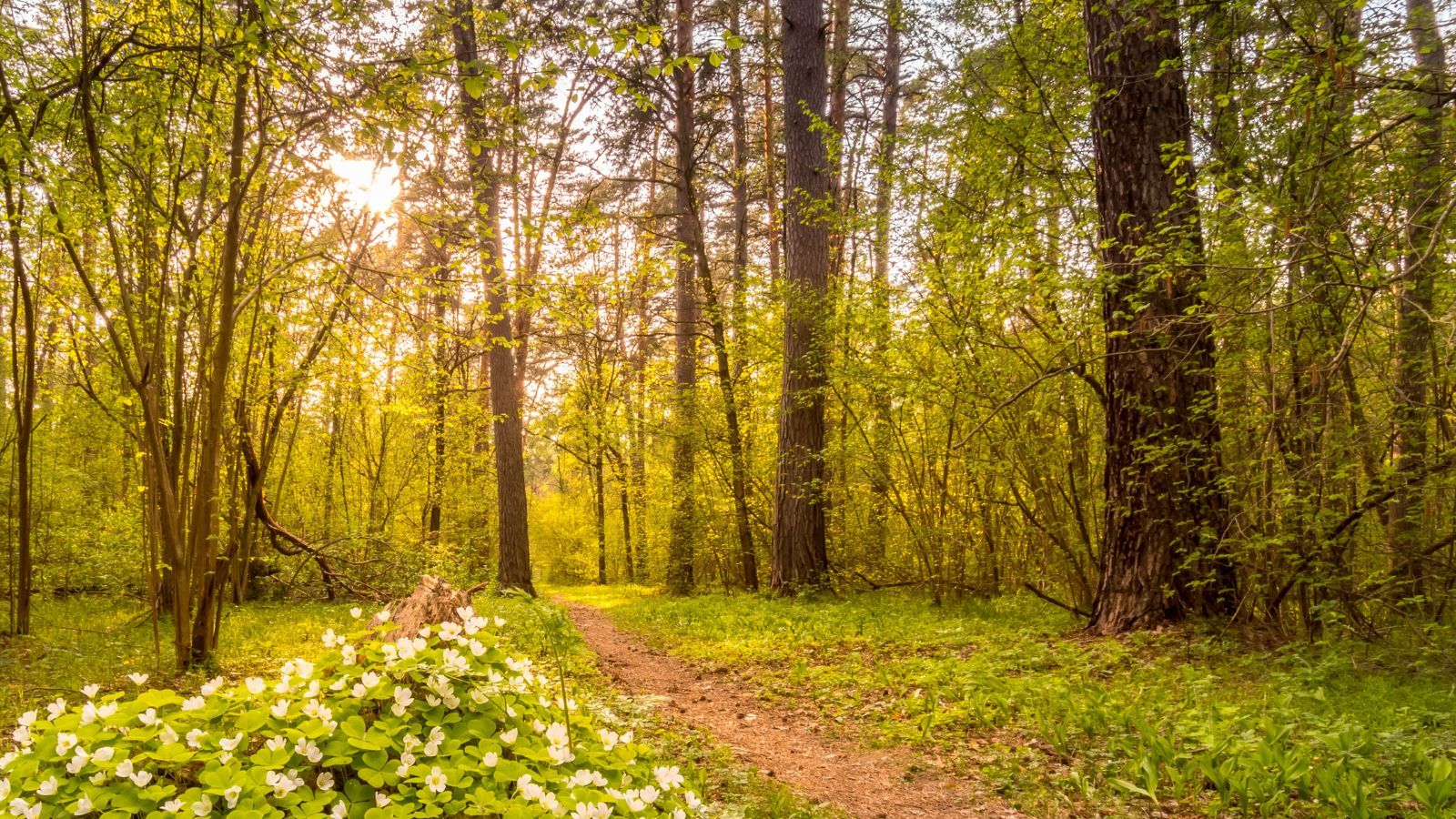 Leśnicy ostrzegają. "Toksyczna piękność" jest już w lasach, nawet się nie zbliżaj
