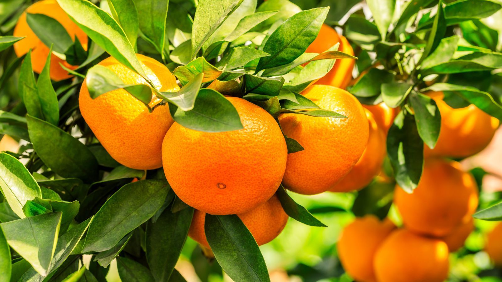 Uwaga na te pomarańcze z dyskontów. Uważnie czytaj etykietę, tego nie zjesz