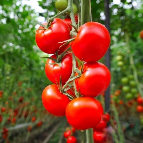 Amerykanie uznali go za najzdrowszy owoc świata. U nas zjesz go okrągły rok