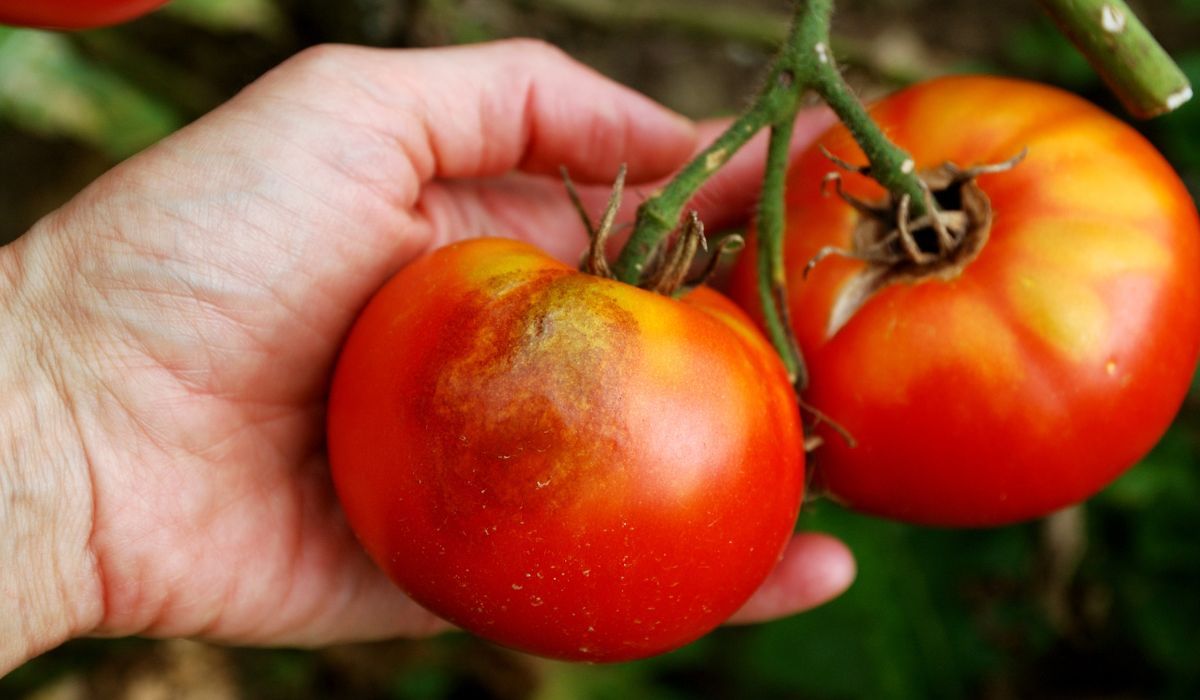 oprysk na pomidory