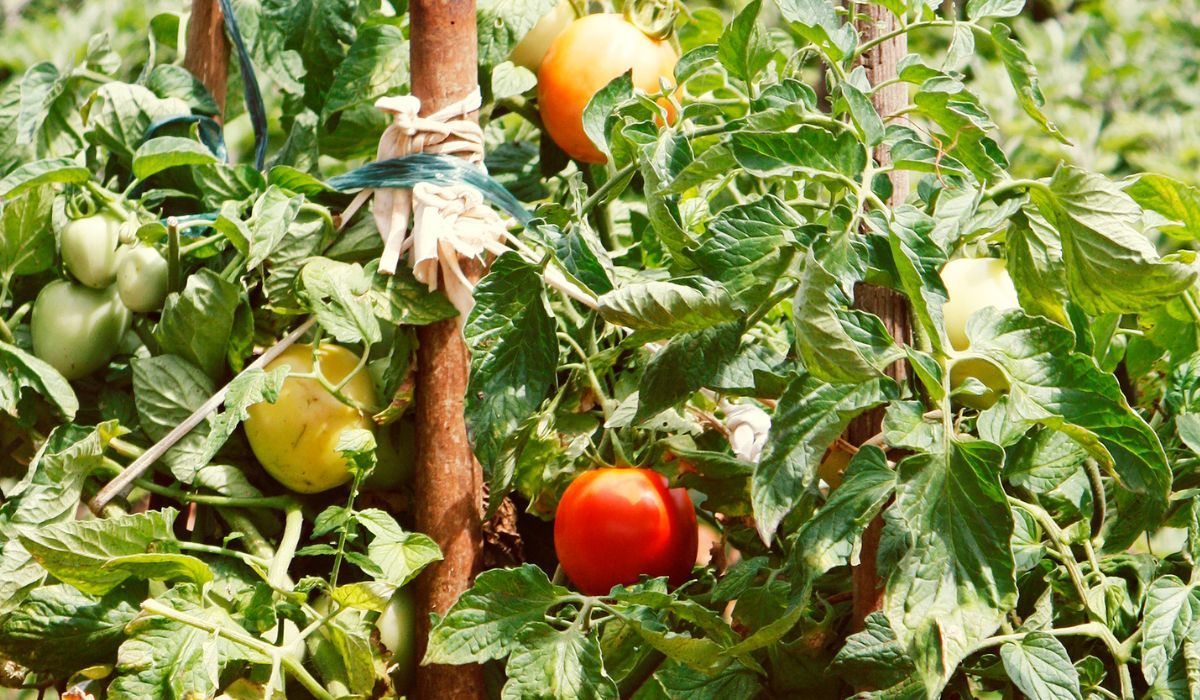 błędy w uprawie pomidorów
