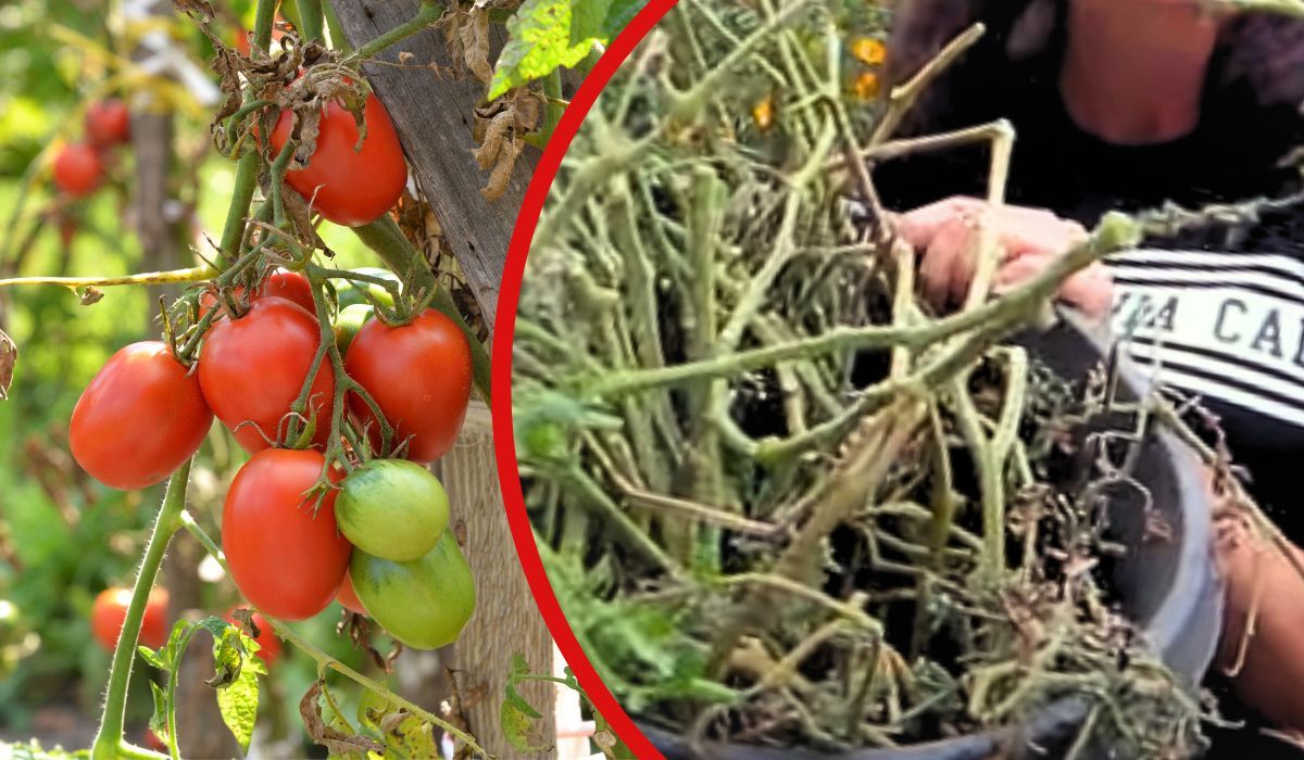 co zrobić z krzaczkami pomidorów po sezonie?