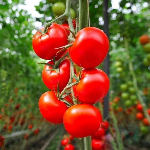 Przepis Ewy Wachowicz na pyszny przecier pomidorowy