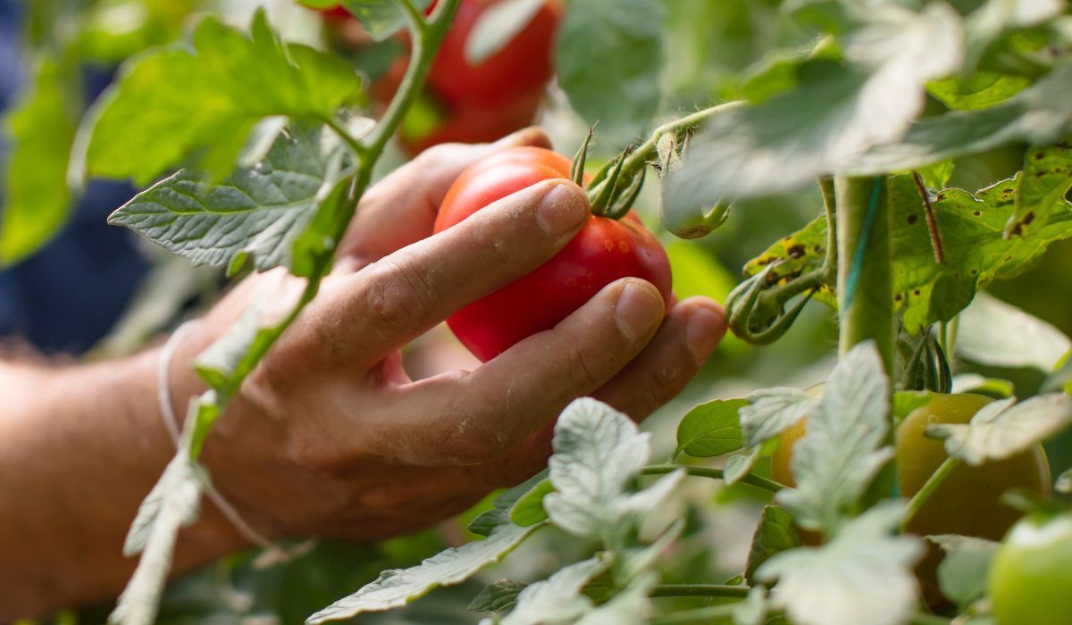 jak pielęgnować pomidory w sierpniu?