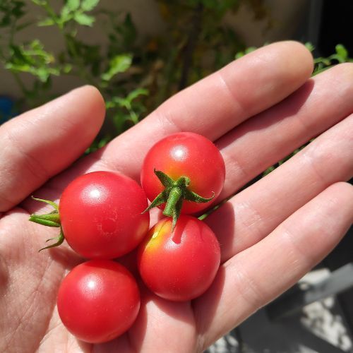 pomidory na balkonie (1).jpg