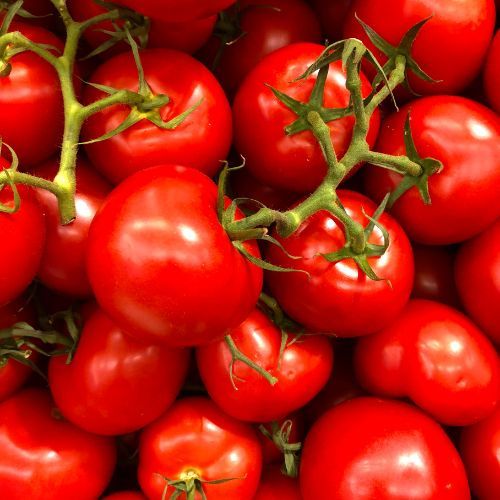 pomidory na krzaku.jpg