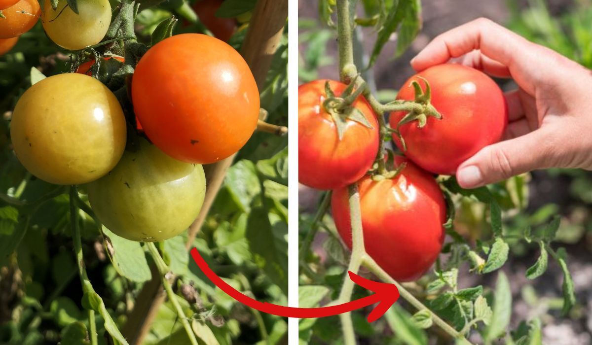 jak przyspieszyć dojrzewanie pomidorów?
