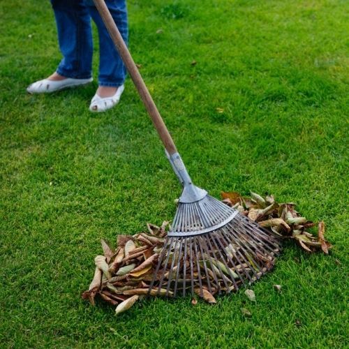 Te krzewy należy przyciąć we wrześniu. Termin jest kluczowy