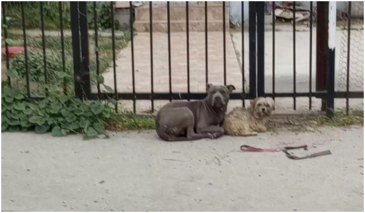 Porzucone psy czekające pod bramą