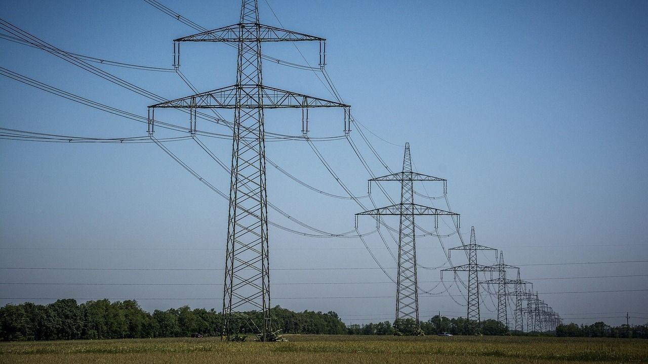 Łabędź spadł pod koła samochodu. Lasy Państwowe pokazały wstrząsające nagranie