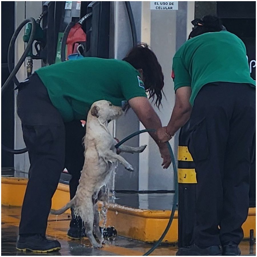 pracownice stacji benzynowej uratowaly psa (1).jpg