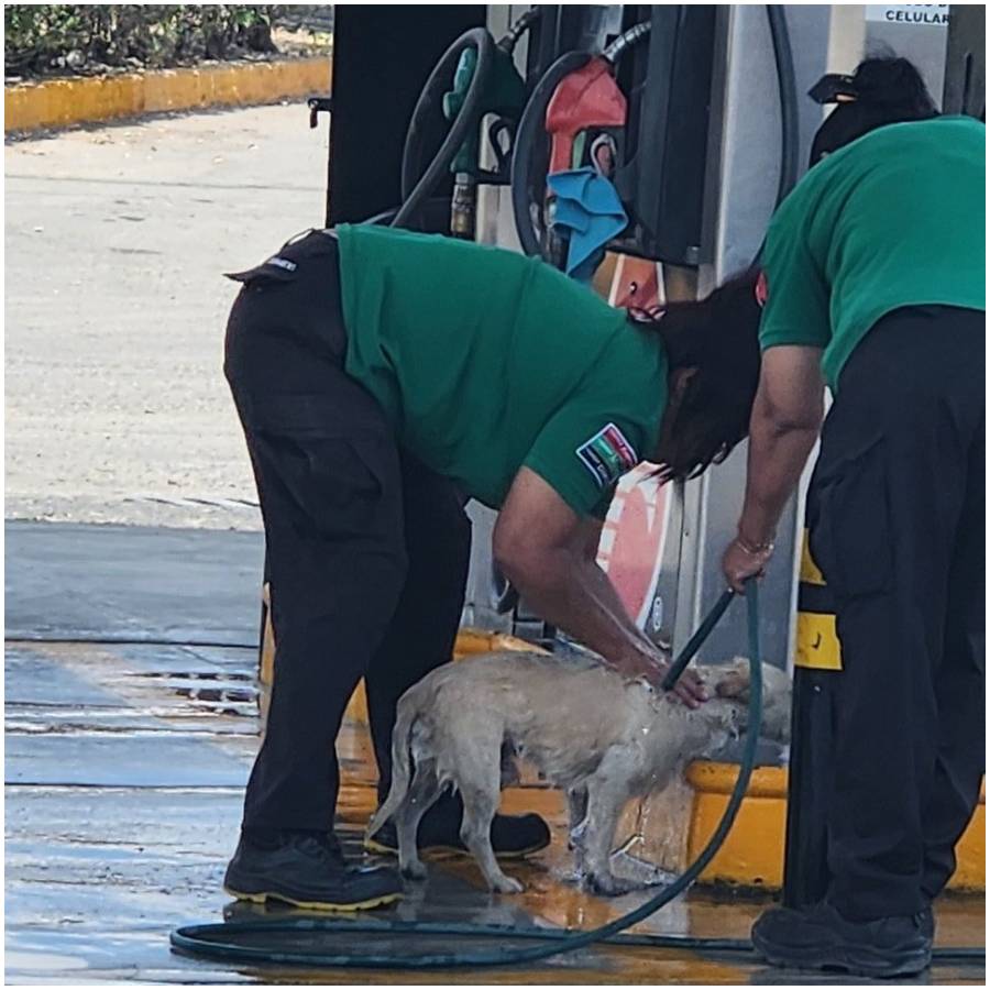 pracownice stacji benzynowej uratowaly psa (2).jpg