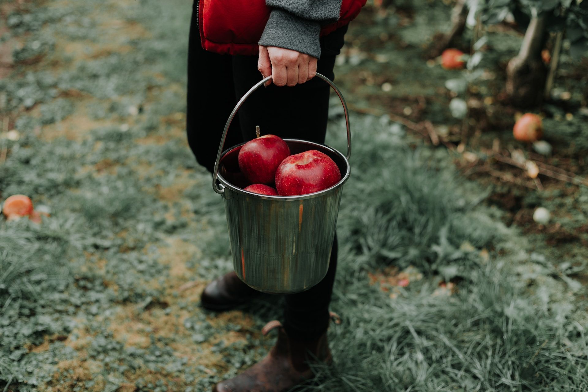 Rolnik trzymający wiadro z jabłkami