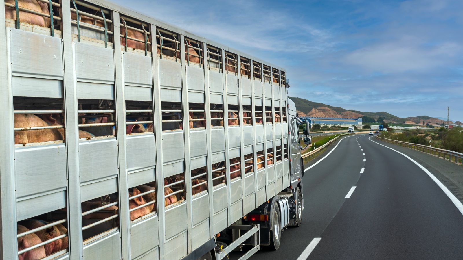 Dramatyczna scena na drodze pod Siedlcami. Z jadącego pojazdu wypadło żywe zwierzę