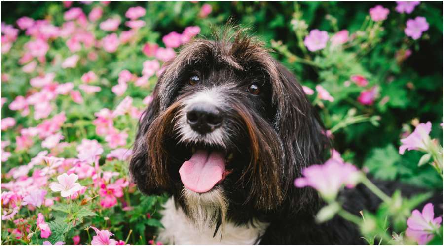 psie imiona inspirowane kwiatami (2).jpg